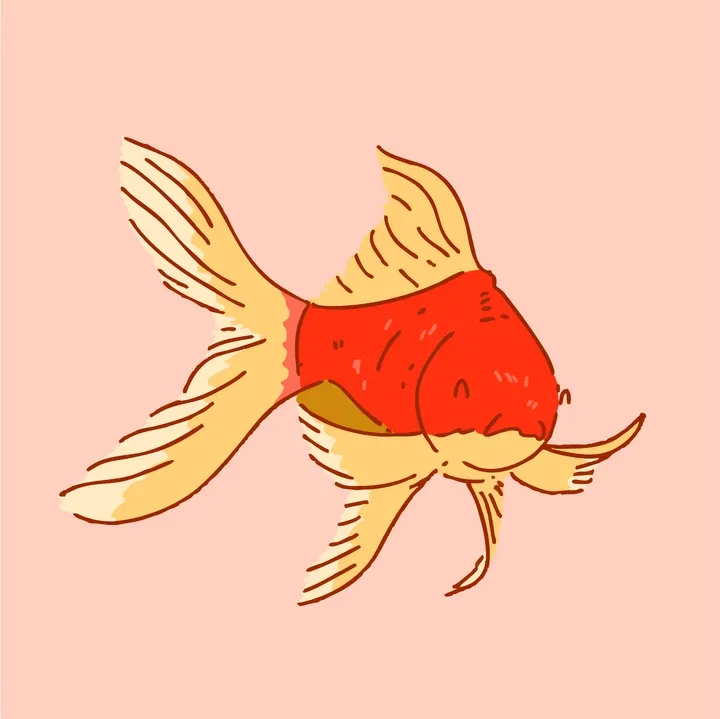 An illustration of a goldfish with a red body and yellow tail