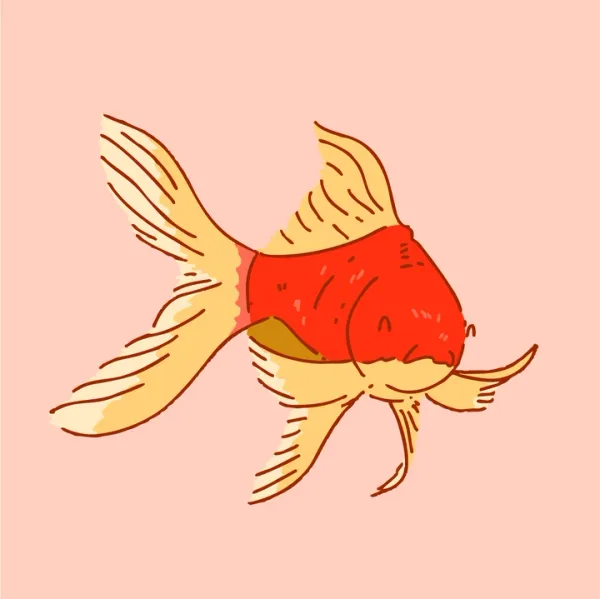 An illustration of a goldfish with a red body and yellow tail